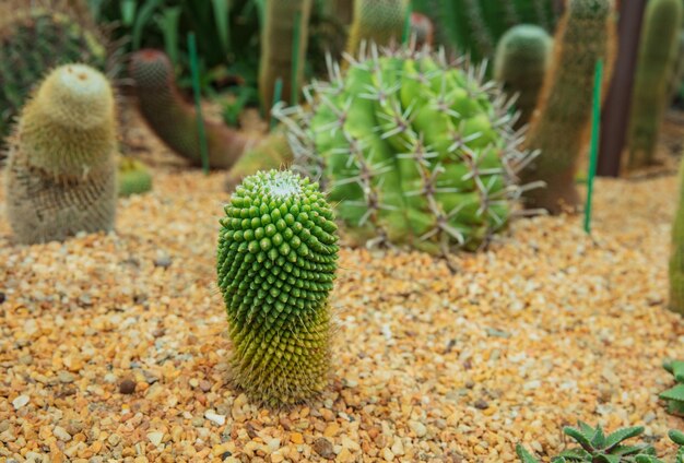 primer plano de cactus plantado en un jardín botánico.