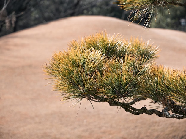 Foto un primer plano de un cactus que crece en el campo