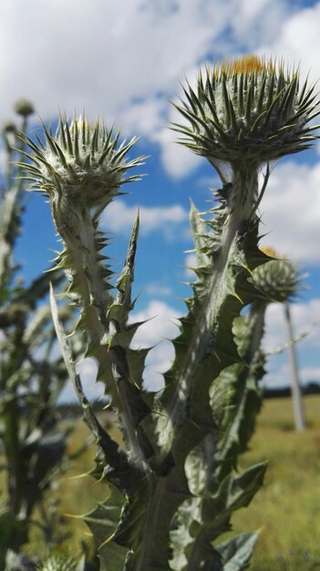 Foto un primer plano de un cactus que crece en el campo