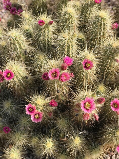 Foto primer plano de un cactus que crece en el desierto