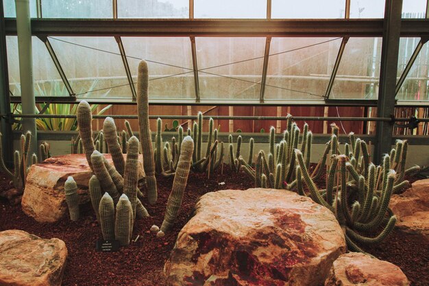 Un primer plano de un cactus que crece en un invernadero