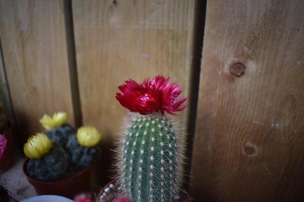 Foto un primer plano de un cactus rojo