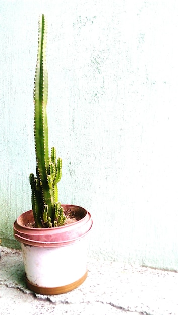 Foto un primer plano del cactus saguaro en una olla