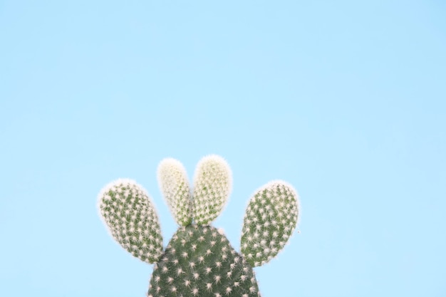 Primer plano de cactus sobre fondo azul.