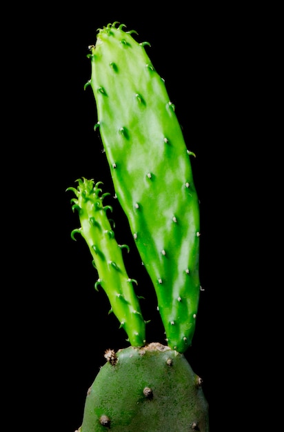 Primer plano de cactus sobre fondo negro