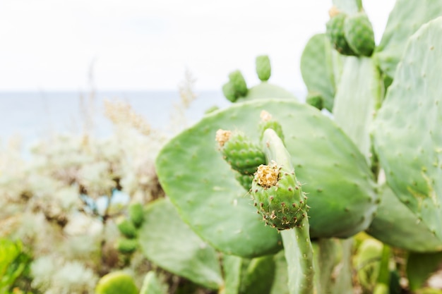 Primer plano de cactus suculentos frescos en el cielo azul. Cactus de planta verde con espinas y flores secas.