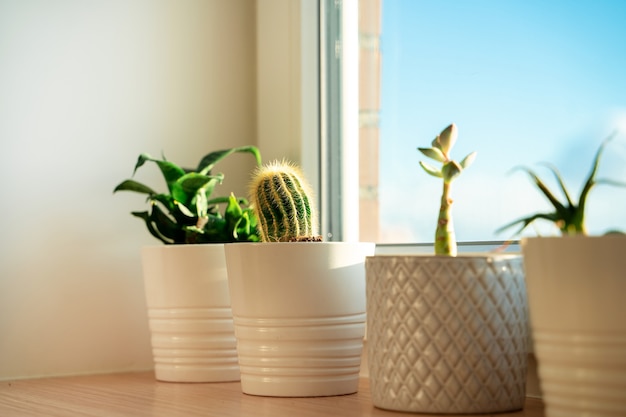 Primer plano de cactus en una ventana con iluminación para el hogar