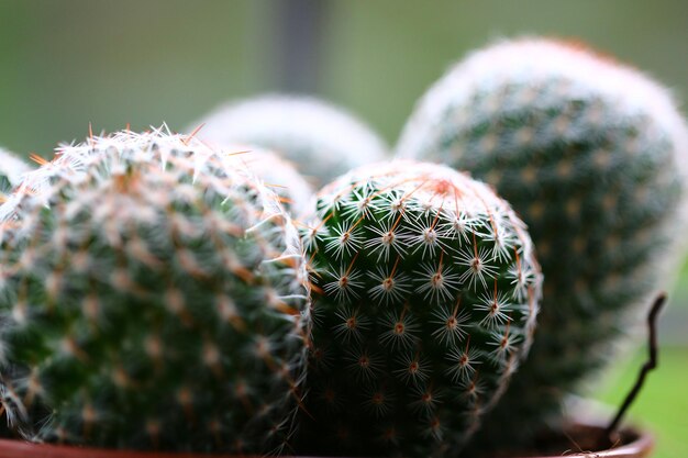 Foto un primer plano de un cactus