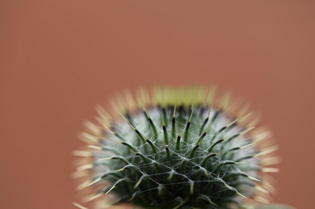 Foto un primer plano de un cactus