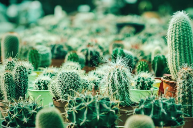 Primer plano de los cactus