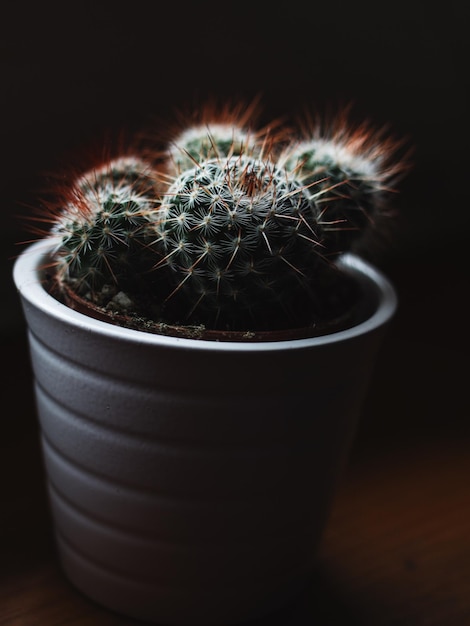 Un primer plano de un cactus