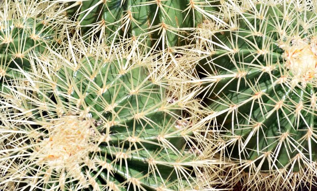 Foto un primer plano de un cactus