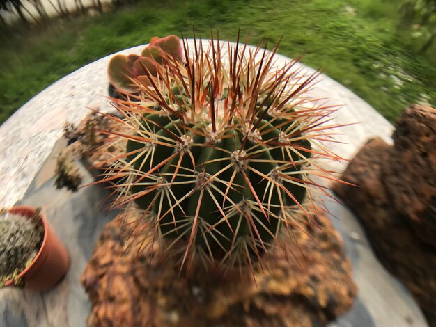 Un primer plano de un cactus