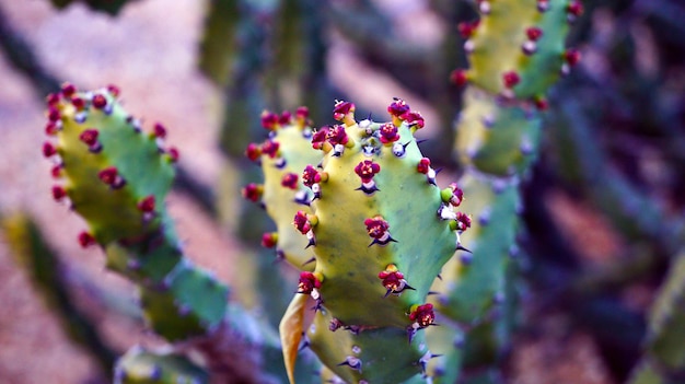 Un primer plano de un cactus