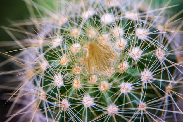 Foto un primer plano de un cactus