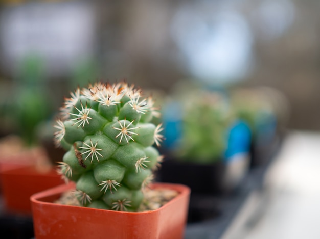 Un primer plano de un cactus