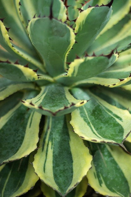 Primer plano de cactus.