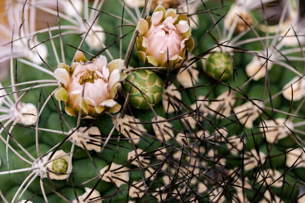 Primer plano del cactus