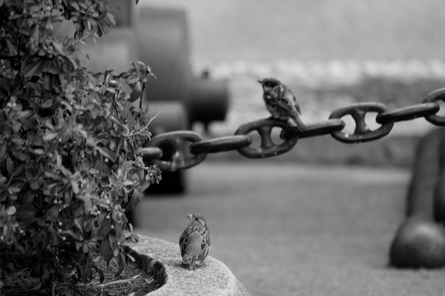 Foto primer plano de una cadena oxidada