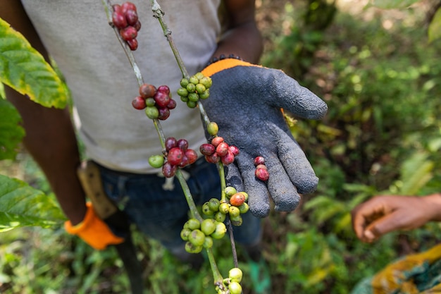 Un primer plano de un café maduro listo para ser cosechado junto con un café que aún no está maduro