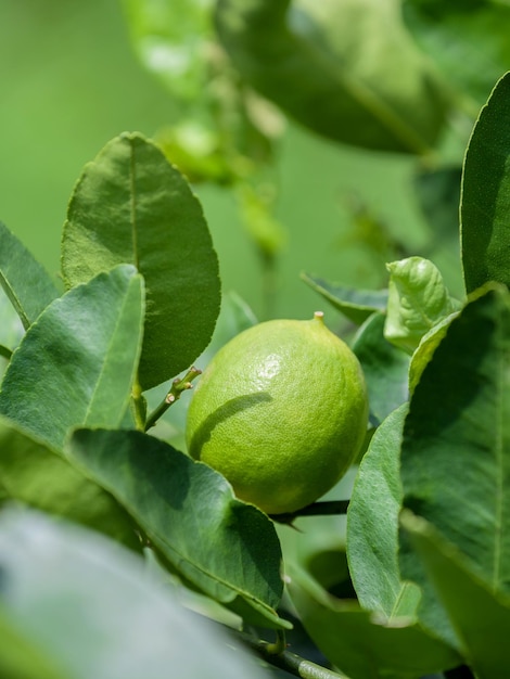 Foto primer plano de cal en el árbol