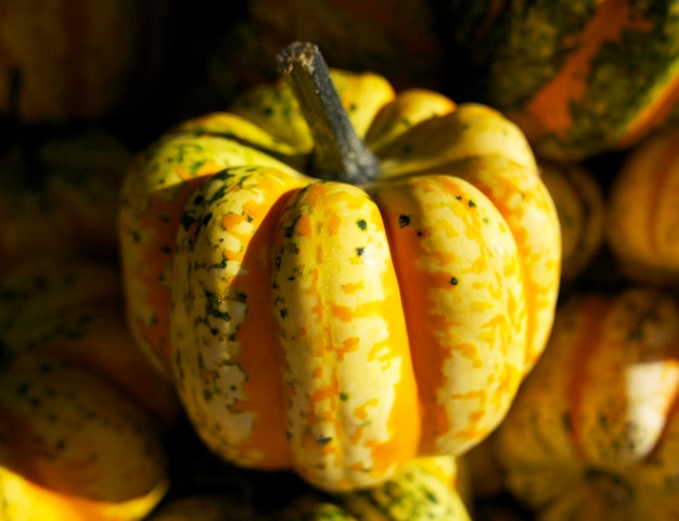 primer plano de calabaza blanco-naranja en un día soleado