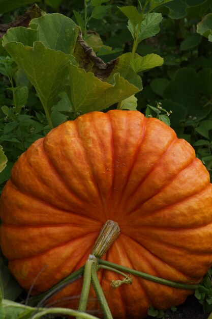 Foto primer plano de una calabaza en el campo