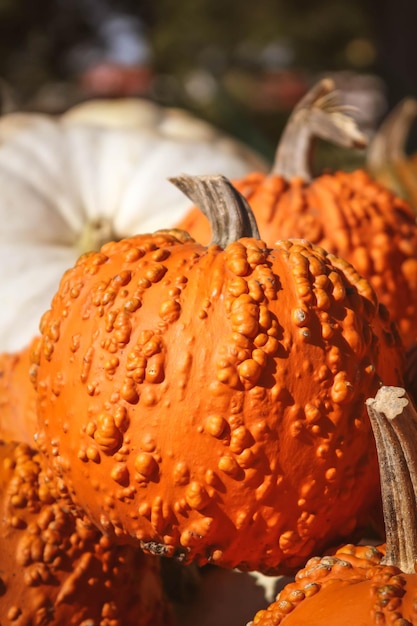 Foto primer plano de una calabaza en la mesa en el mercado