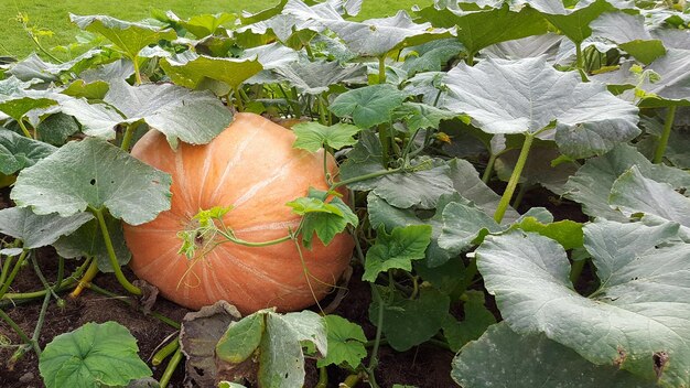 Primer plano de una calabaza que crece en el campo