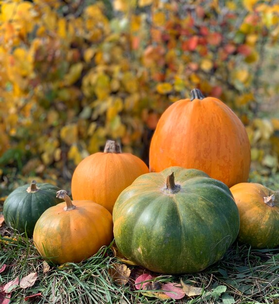 primer plano de calabaza sobre un fondo de otoño. banner para halloween y día de acción de gracias. verdura de otoño