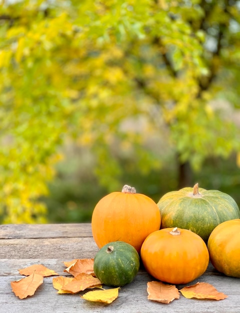 primer plano de calabaza sobre un fondo de otoño. banner para halloween y día de acción de gracias. verdura de otoño