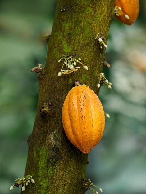 Foto primer plano de una calabaza en el tronco de un árbol