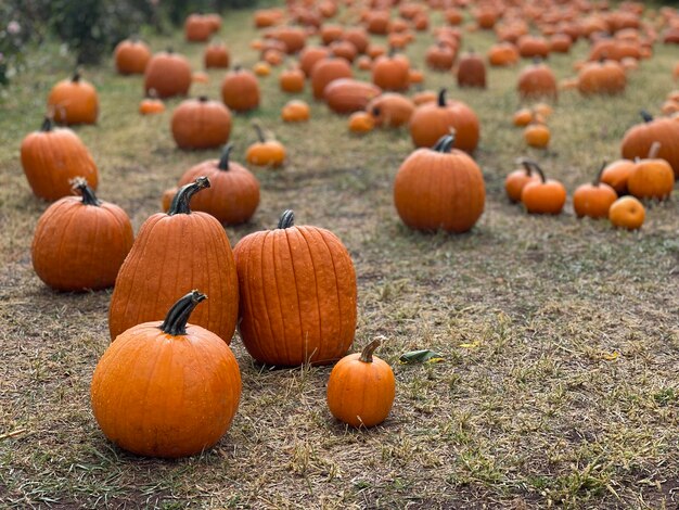 Primer plano de las calabazas en el campo