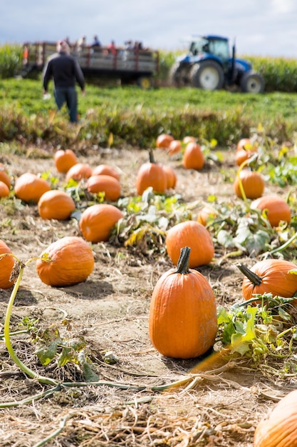 Primer plano de las calabazas en el campo