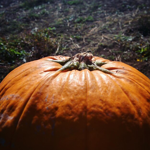 Primer plano de calabazas en el campo