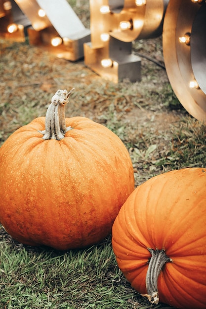 Primer plano de las calabazas en el campo