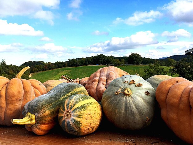 Primer plano de calabazas en el mercado para la venta contra el cielo