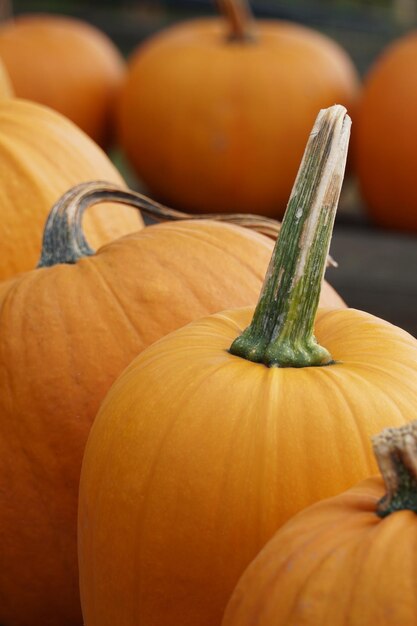 Foto primer plano de calabazas en el mercado