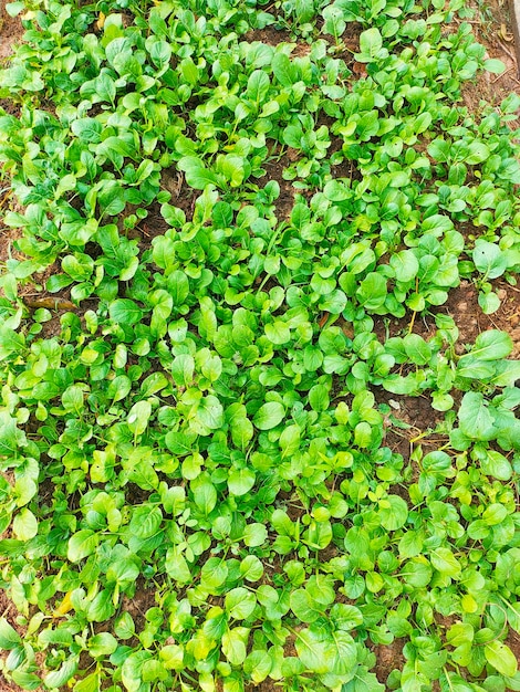 Foto un primer plano de una cama de jardín con una planta verde que crece en el medio.