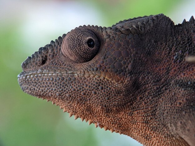 Primer plano del camaleón lagarto