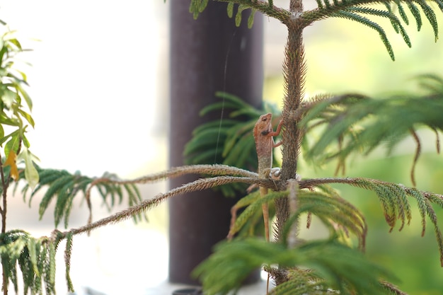 Primer plano de camaleones en el jardín