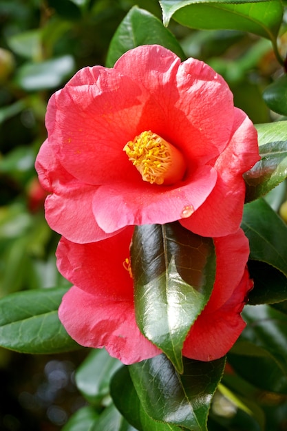 primer plano de la camelia roja