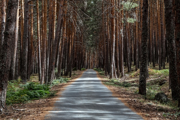 Foto primer plano de un camino y troncos en un bosque