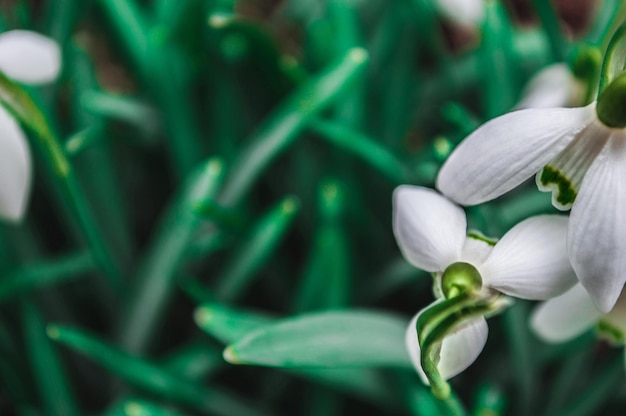 Primer plano de campanillas blancas con fondo borroso Primeras flores hermosas en primavera