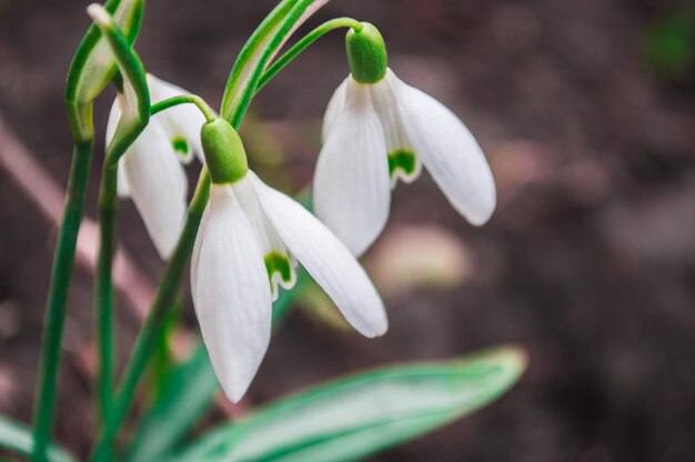 Primer plano de campanillas blancas con fondo borroso Primeras flores hermosas en primavera