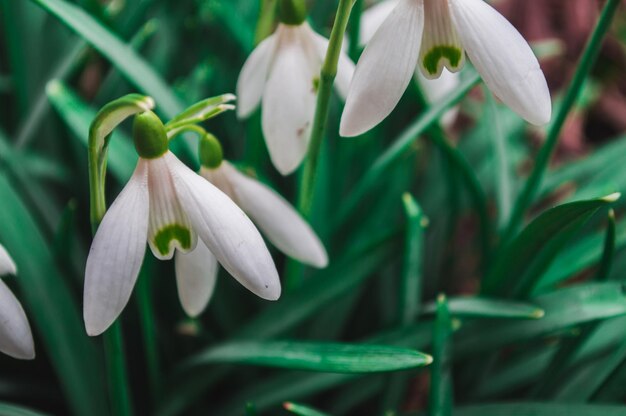 Primer plano de campanillas blancas con fondo borroso Primeras flores hermosas en primavera