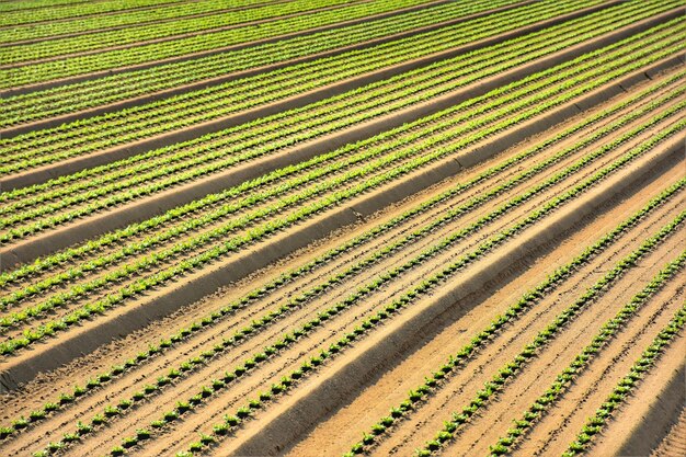 Primer plano de un campo agrícola