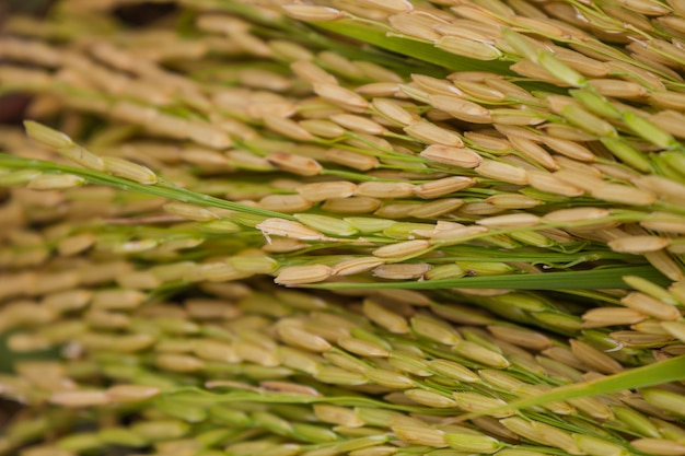 Foto primer plano de campo de arroz verde