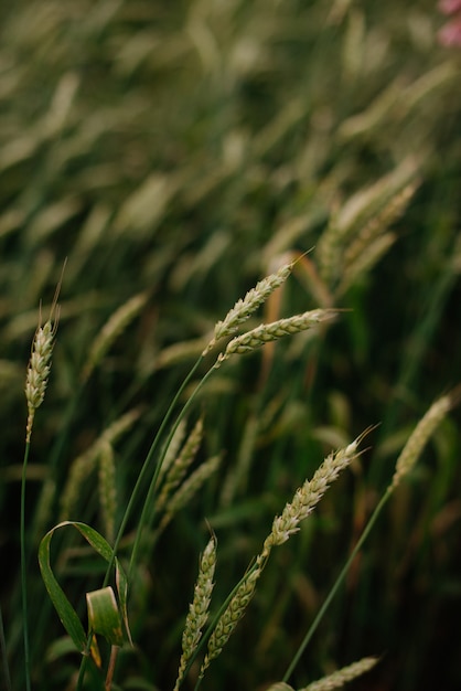 Primer plano de campo de centeno verde, espigas 1