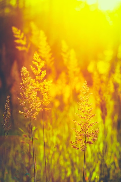 Foto primer plano de un campo de flores amarillas